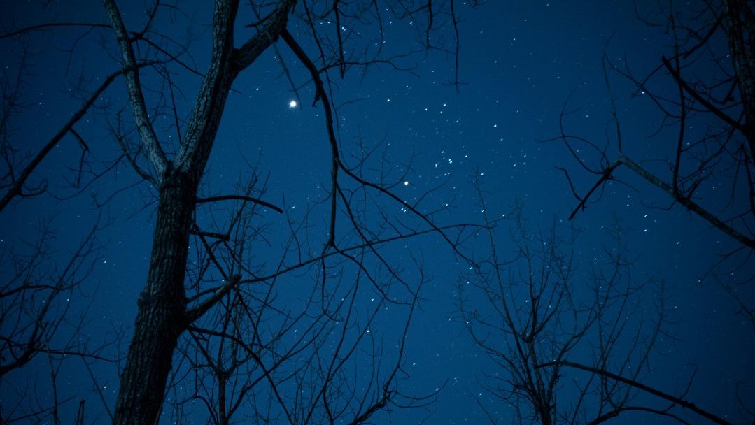 Silhouette of leafless trees set before a backdrop of a vibrant star-filled night sky.